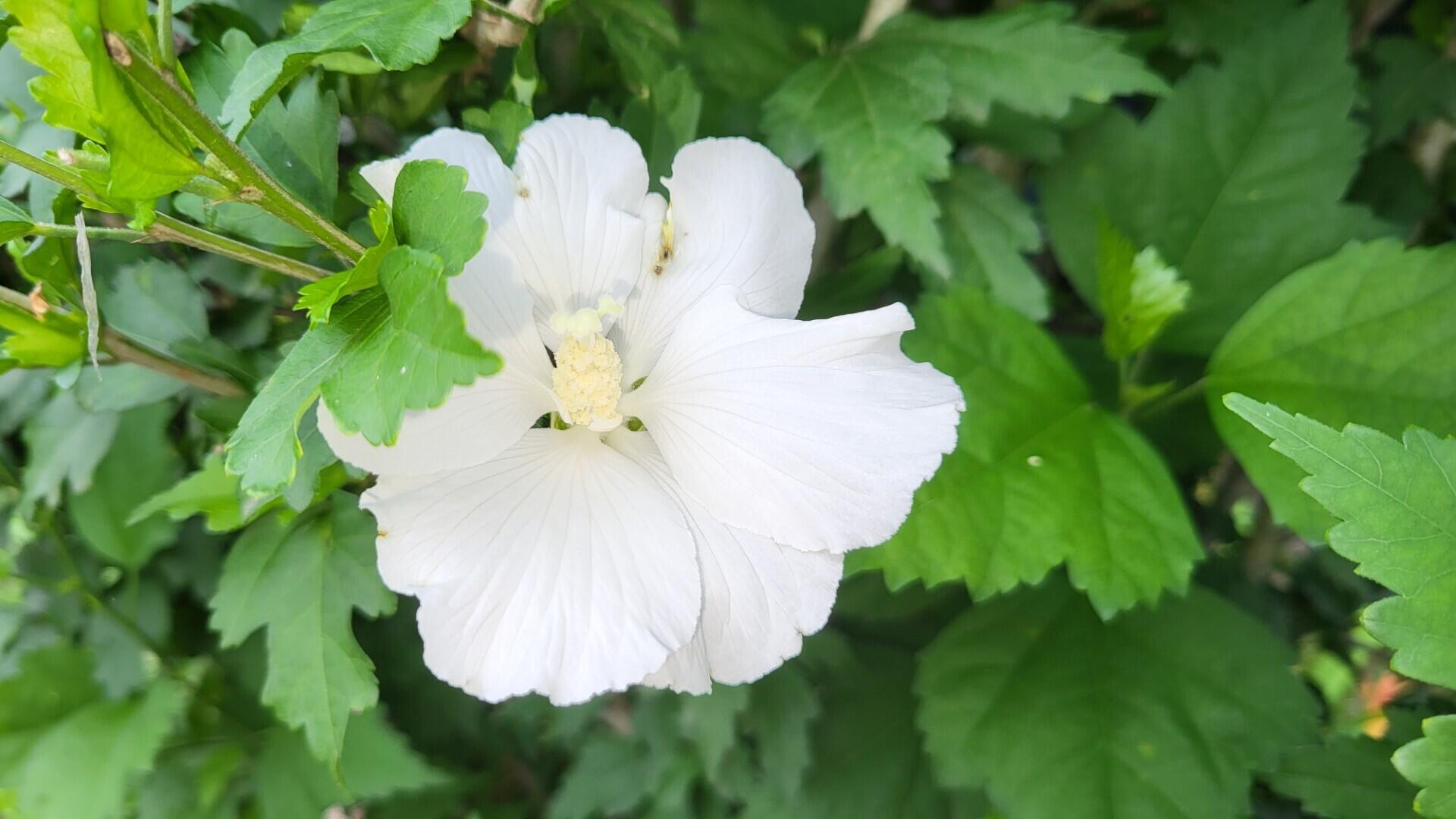 6246 Brooklyn Road Jackson, MI 49201 - Photo 59 of 72 5e7fda37-9001-4990-bba5-ddd0566f2b84