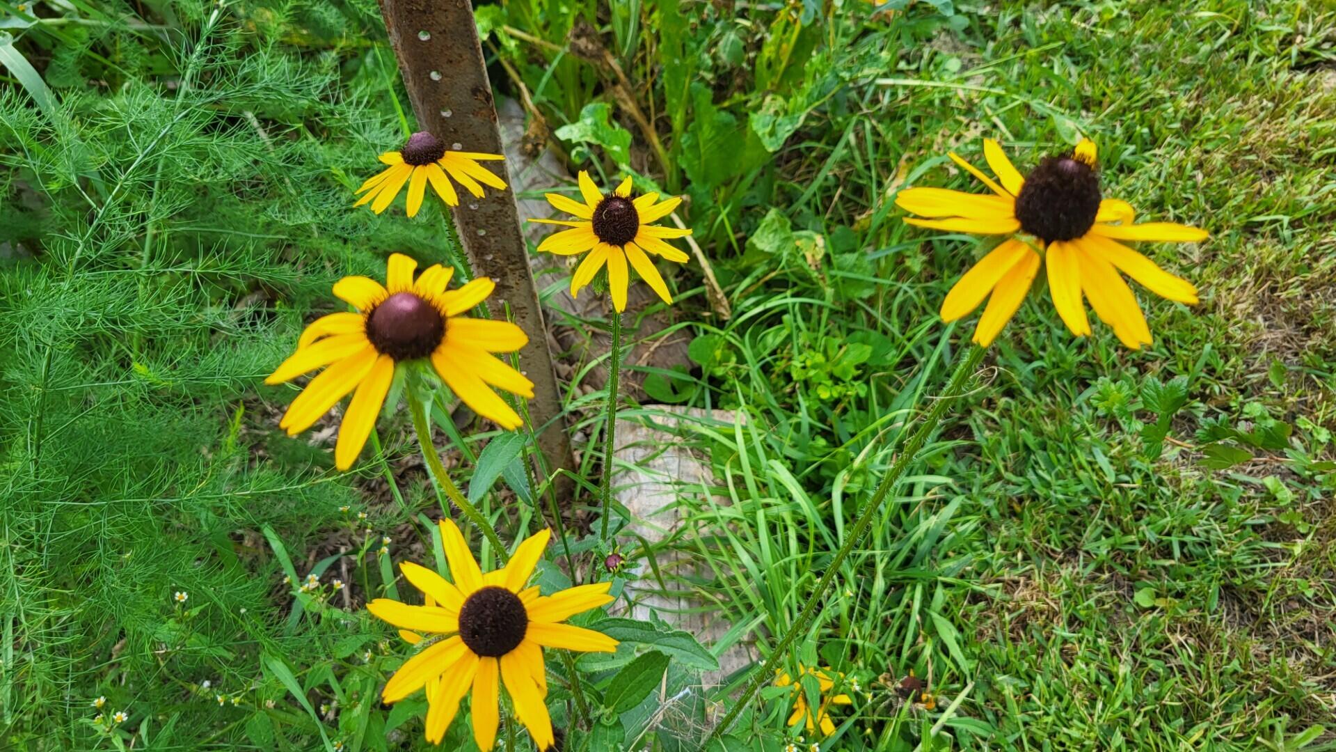 6246 Brooklyn Road Jackson, MI 49201 - Photo 62 of 72 b7f30aaf-9bcf-4305-8ca2-03b48a11826a