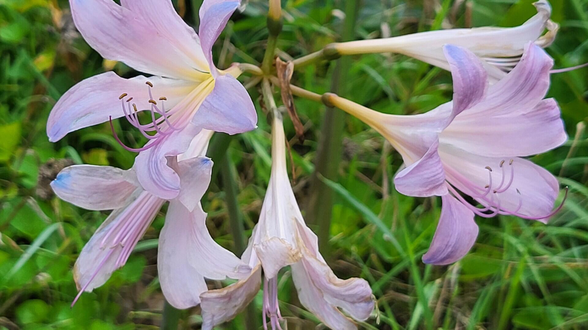 6246 Brooklyn Road Jackson, MI 49201 - Photo 63 of 72 b58f3851-92e6-46b6-a422-db26a7d0c5e2