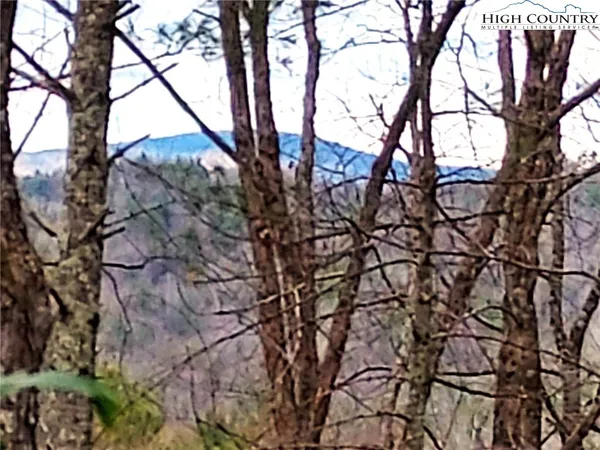 a view of tree covered with tall trees