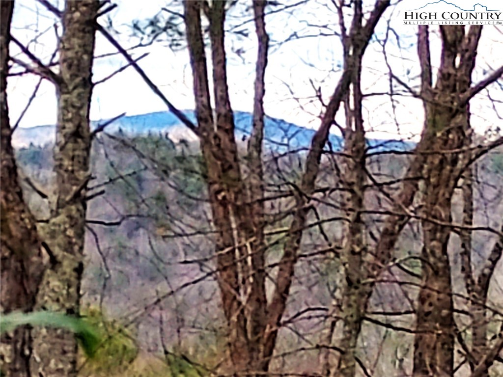 a view of tree covered with tall trees