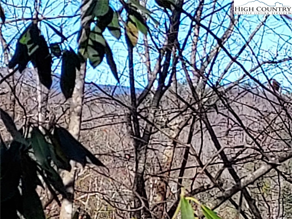 5354 West Ridge Drive Ferguson, NC 28624 - Photo 13 of 20 a picture of tree