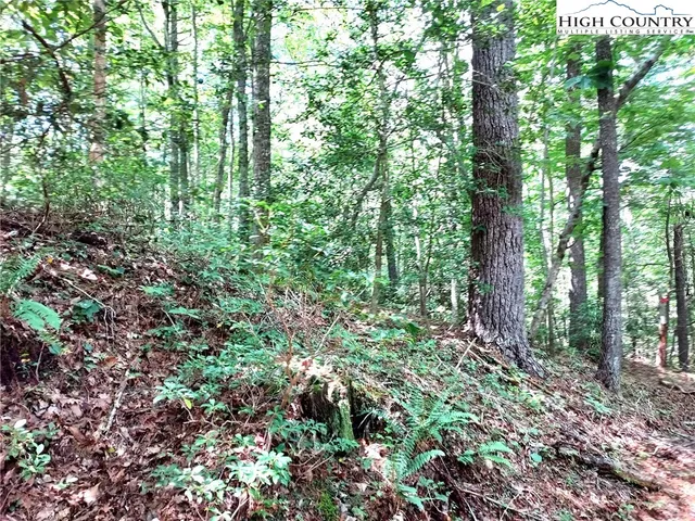 a view of a forest with lots of trees