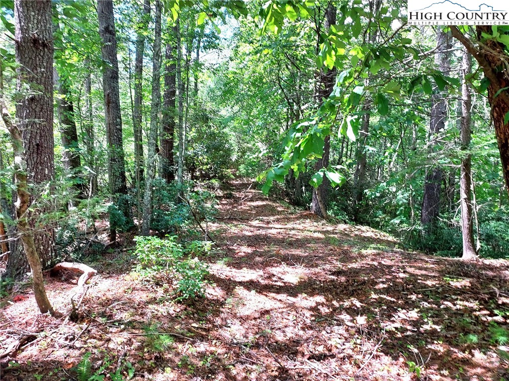 5354 West Ridge Drive Ferguson, NC 28624 - Photo 3 of 20 a view of a forest with trees