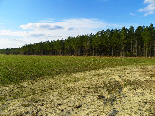 Lot 4 Skyland Farm Road Williston, SC 29853 - Photo 7 of 8