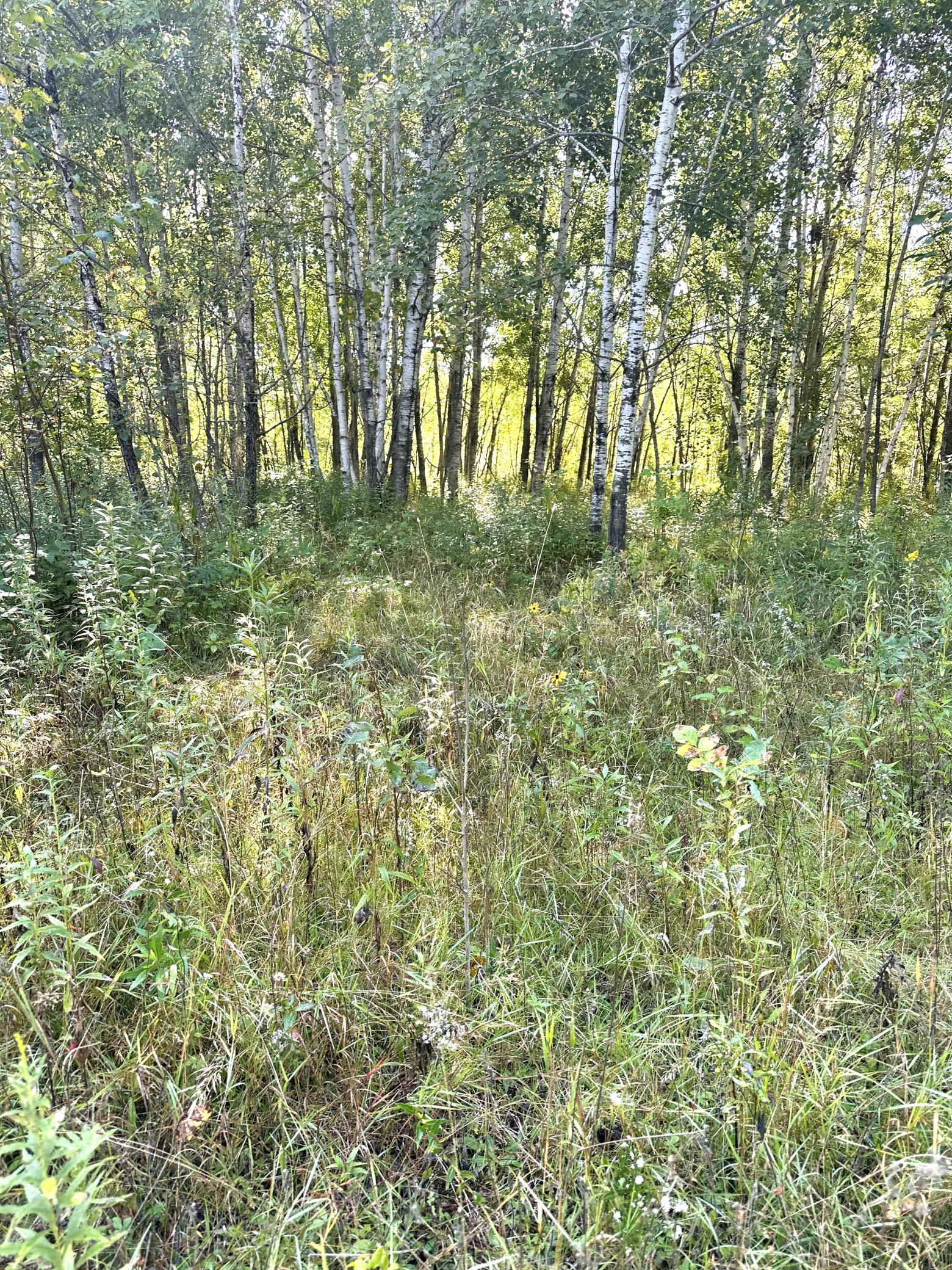 31603 Brook Park Road Brook Park, MN 55007 - Photo 30 of 38