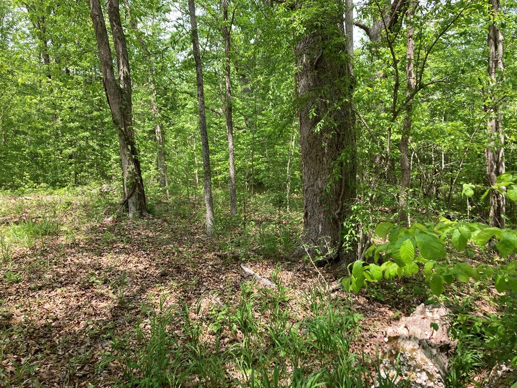 3085 West Saxkey Road Saxe, VA 23967 - Photo 6 of 23 Gallery Image 6