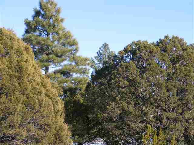 Lot 20 Off C R 3140 Vernon, AZ 85940 - Photo 2 of 8
