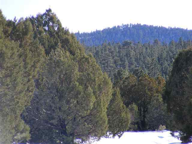 Lot 20 Off C R 3140 Vernon, AZ 85940 - Photo 3 of 8