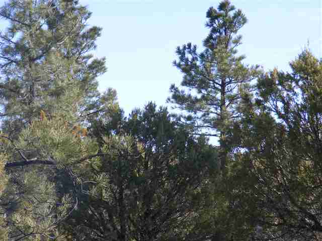 Lot 20 Off C R 3140 Vernon, AZ 85940 - Photo 4 of 8