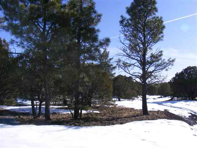Lot 20 Off C R 3140 Vernon, AZ 85940 - Photo 5 of 8