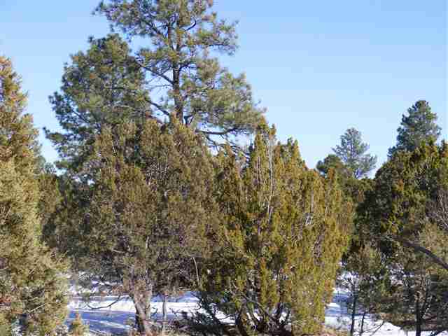 Lot 20 Off C R 3140 Vernon, AZ 85940 - Photo 8 of 8