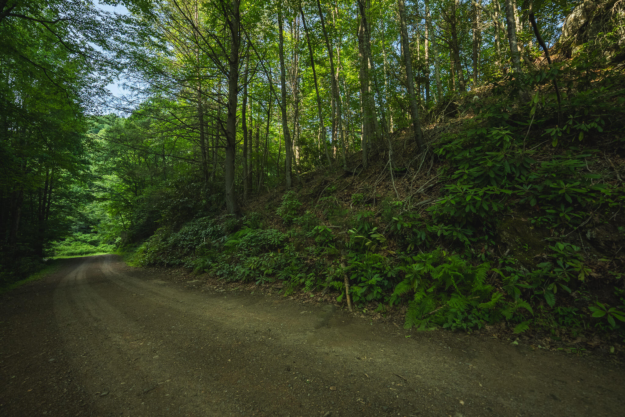 Tbd Sawmill Hill Road Northwest Willis, VA 24380 - Photo 25 of 40 a view of a forest with trees in the background