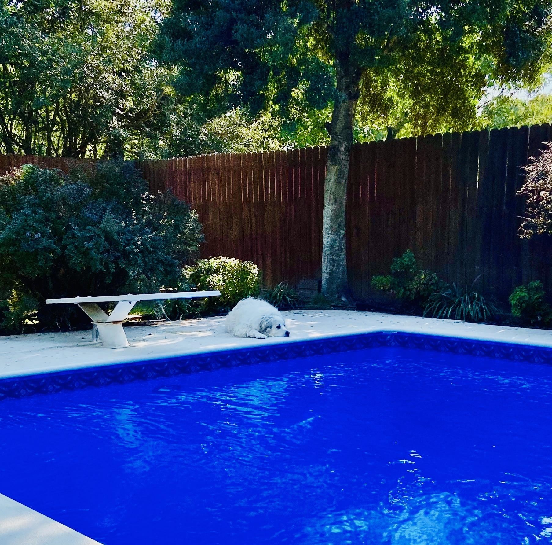 2997 Riverdale Road Memphis, TN 38119 - Photo 30 of 35 View of pool featuring a fenced backyard and patio surround