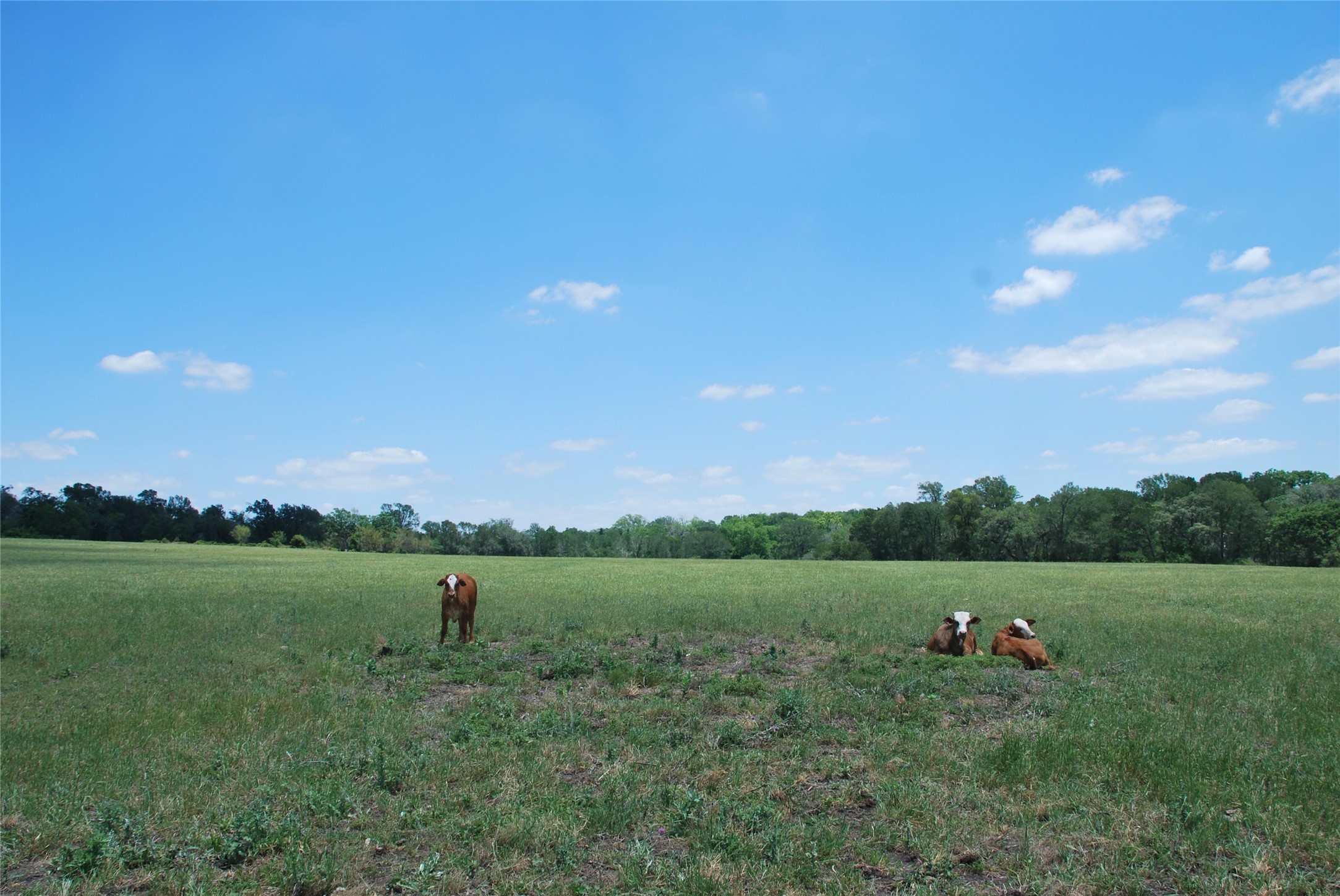 2116 Langdon Road Weimar, TX 78962 - Photo 42 of 43