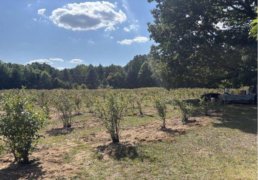 80380 42nd Street Decatur, MI 49045 - Photo 2 of 15 ESTABLISHED BLUEBERRY FIELD
