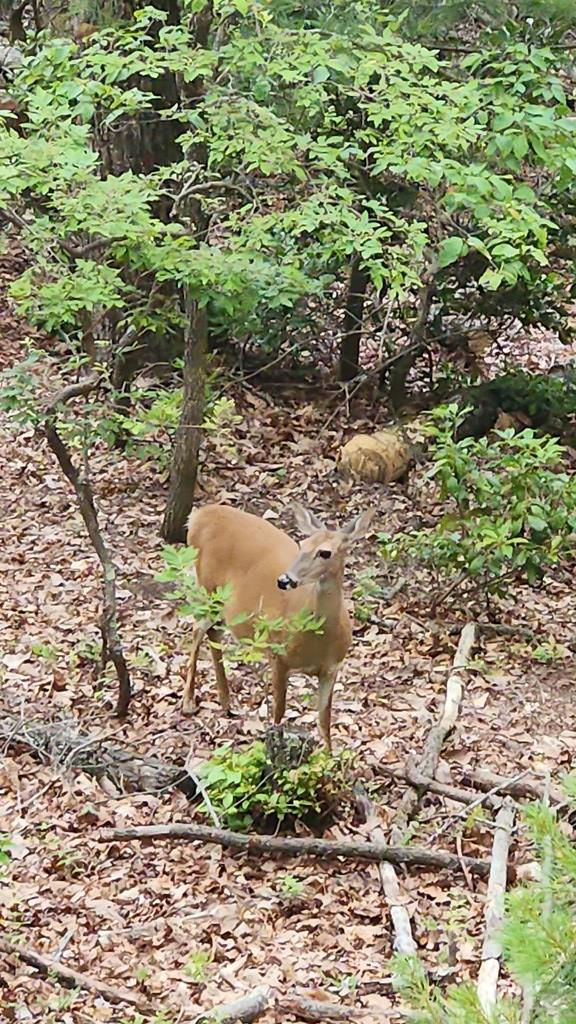 160 Arrowhead Pass Blue Ridge, GA 30513 - Photo 22 of 38 Gallery Image 22