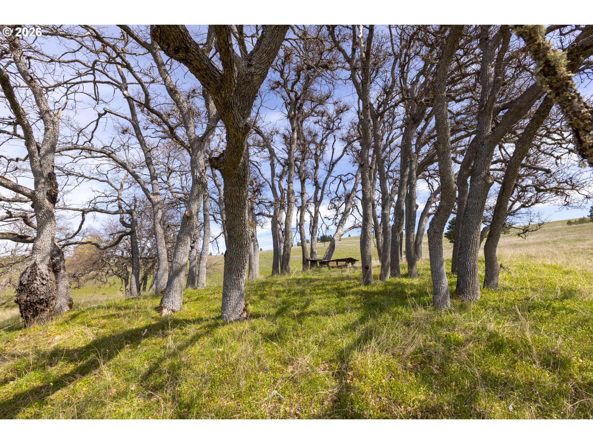 60 Hartwig Road Lyle, WA 98635 - Photo 33 of 41 a view of outdoor space with trees