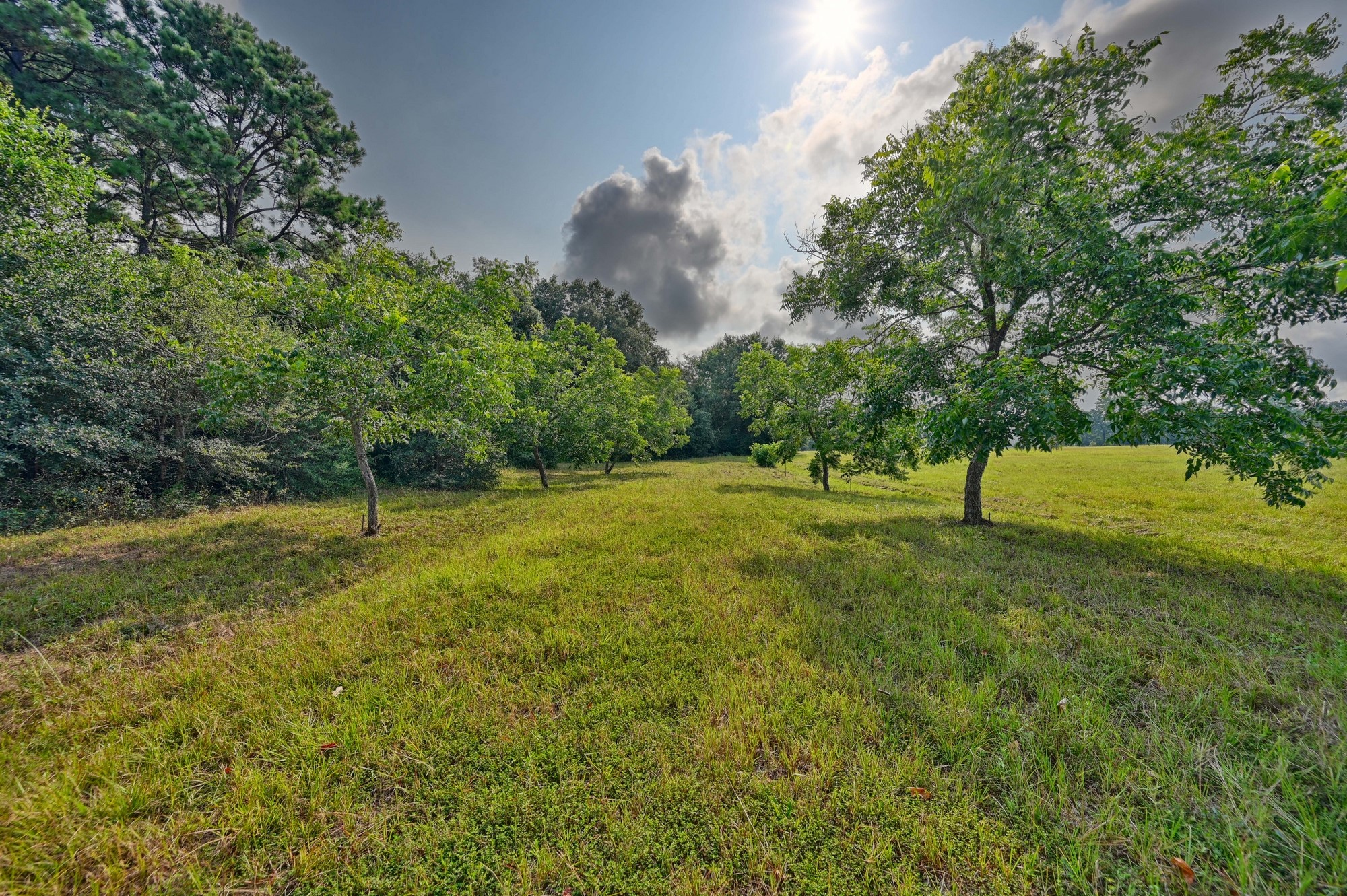 28322 Mellman Road Hempstead, TX 77445 - Photo 6 of 50 The many pecan trees on the property.
