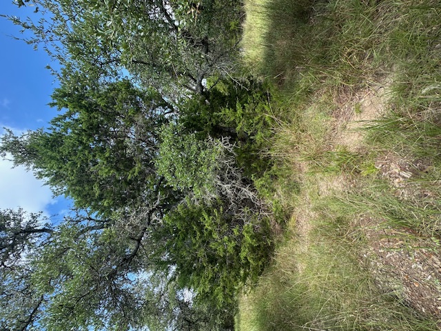 Tbd Lot 4 Tbd Drive Fischer, TX 78623 - Photo 8 of 10