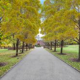 a view of a park with a large trees