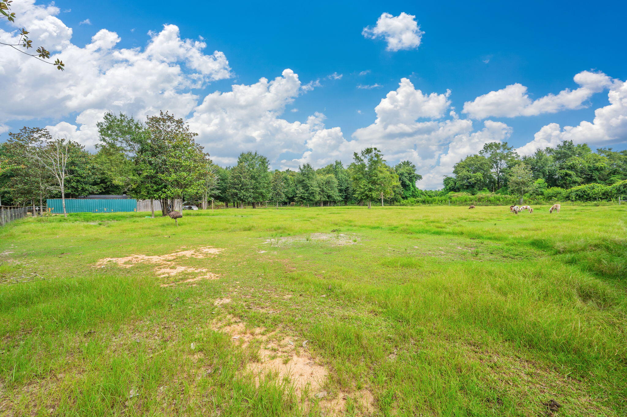 8362 Davis Road Laurel Hill, FL 32567 - Photo 33 of 53 a view of a big yard with lots of windows