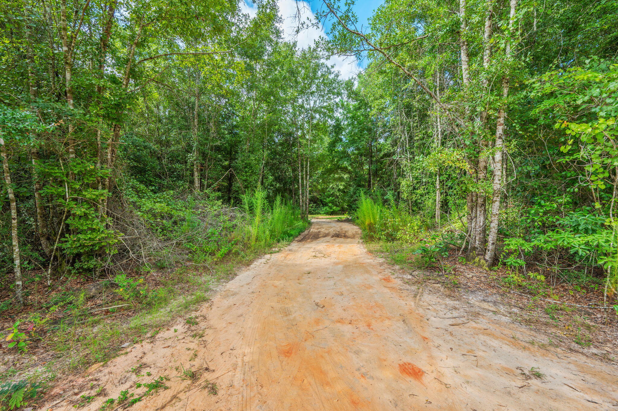 8362 Davis Road Laurel Hill, FL 32567 - Photo 36 of 53 a view of a yard with plants and large trees