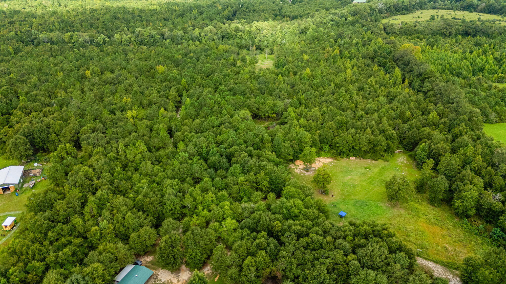8362 Davis Road Laurel Hill, FL 32567 - Photo 40 of 53 a view of a lush green forest
