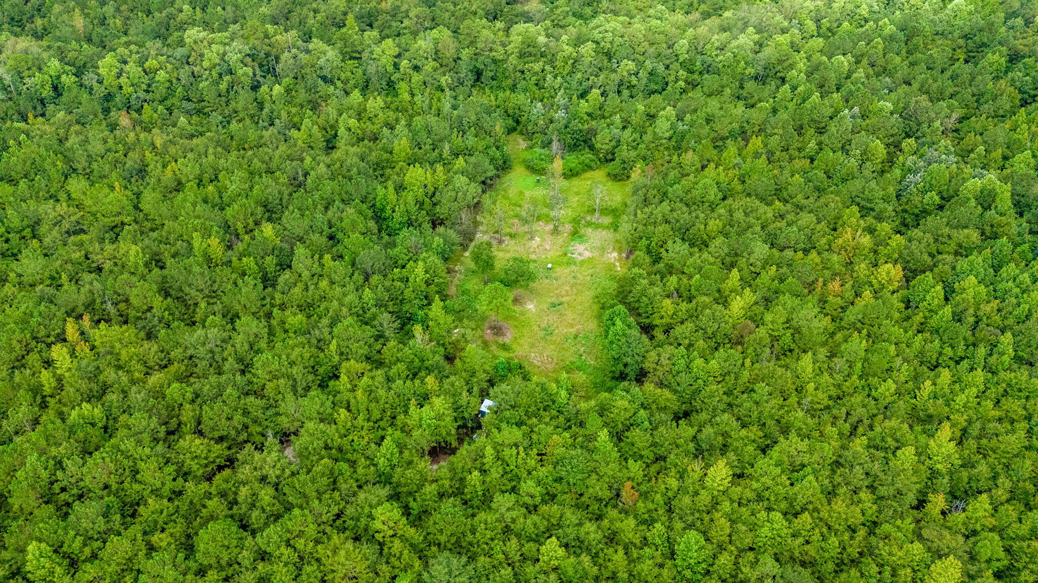 8362 Davis Road Laurel Hill, FL 32567 - Photo 42 of 53 a view of a lush green space
