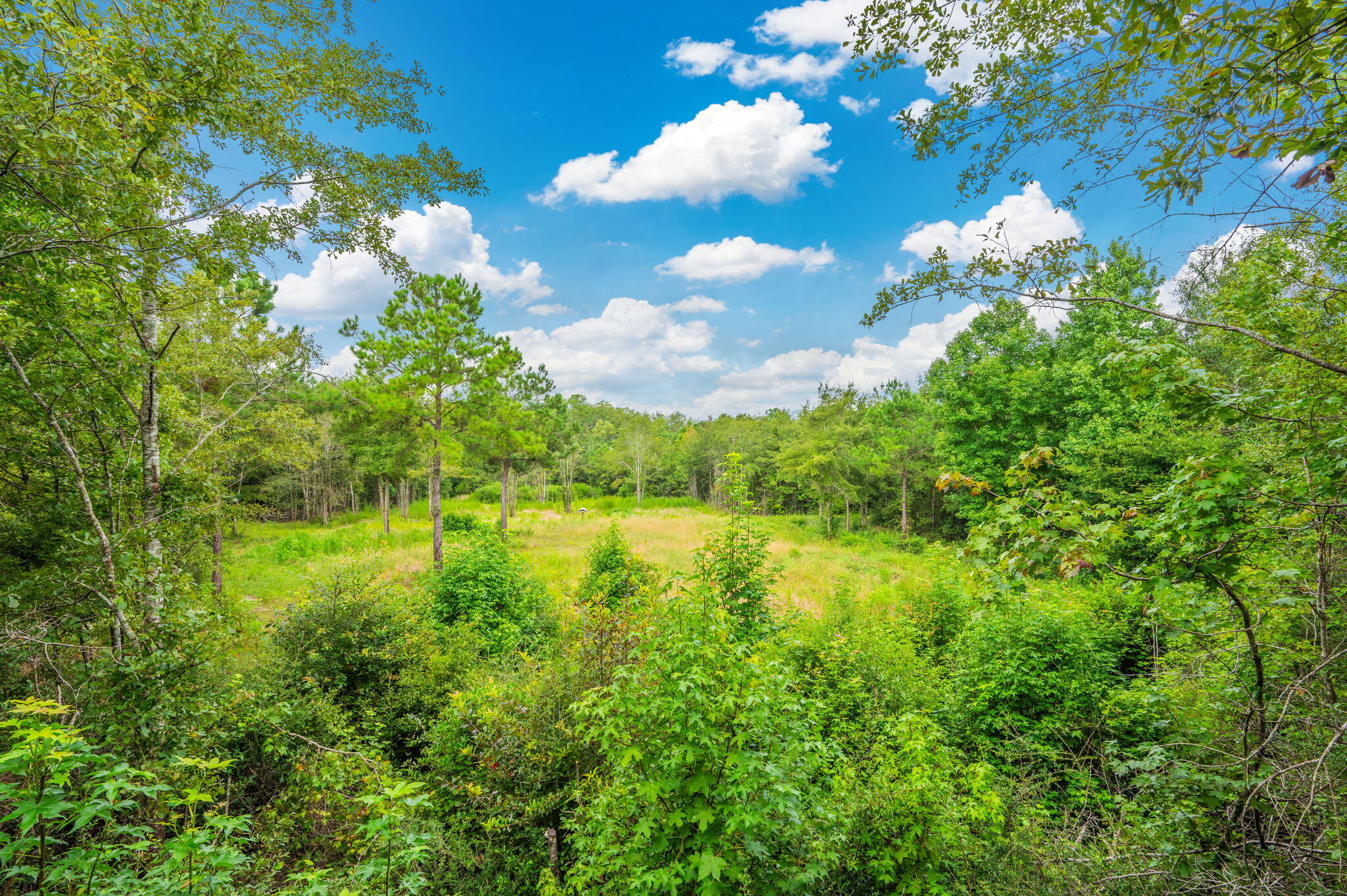 8362 Davis Road Laurel Hill, FL 32567 - Photo 6 of 53 a view of a lake with lots of green space