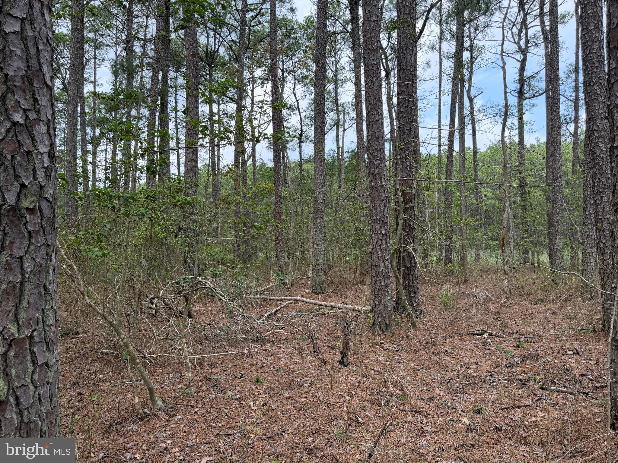 0 Hooper Neck Road Madison, MD 21648 - Photo 82 of 129