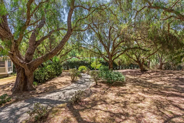 a view of a tree with a yard