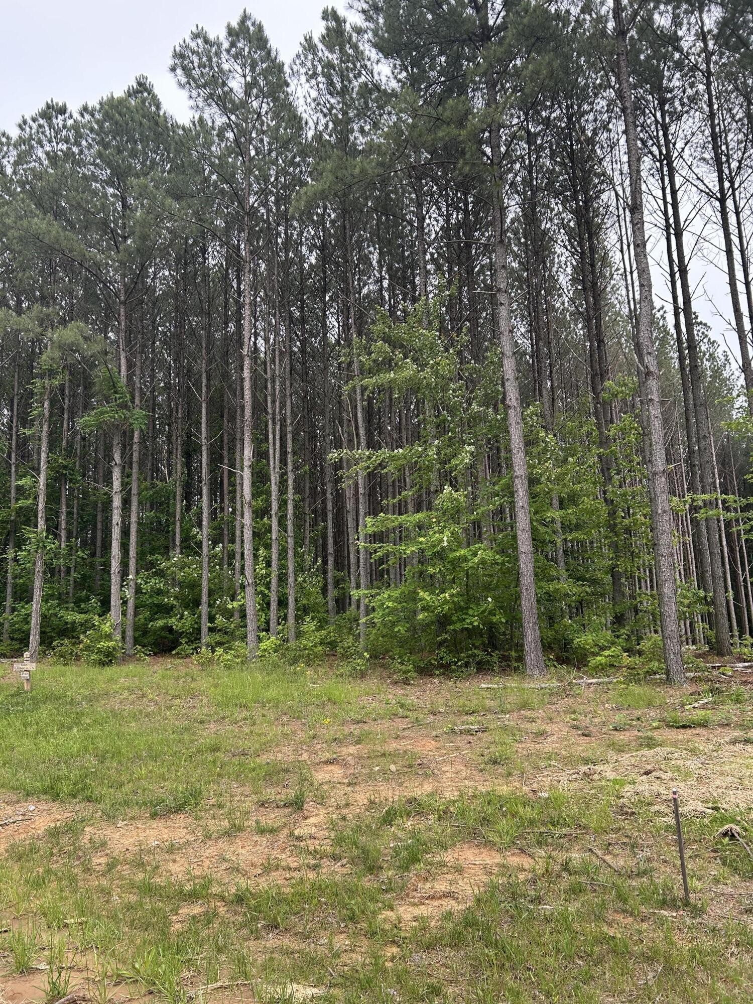 1771 Crockett Point Jasper, TN 37347 - Photo 6 of 40 a view of outdoor space with trees all around