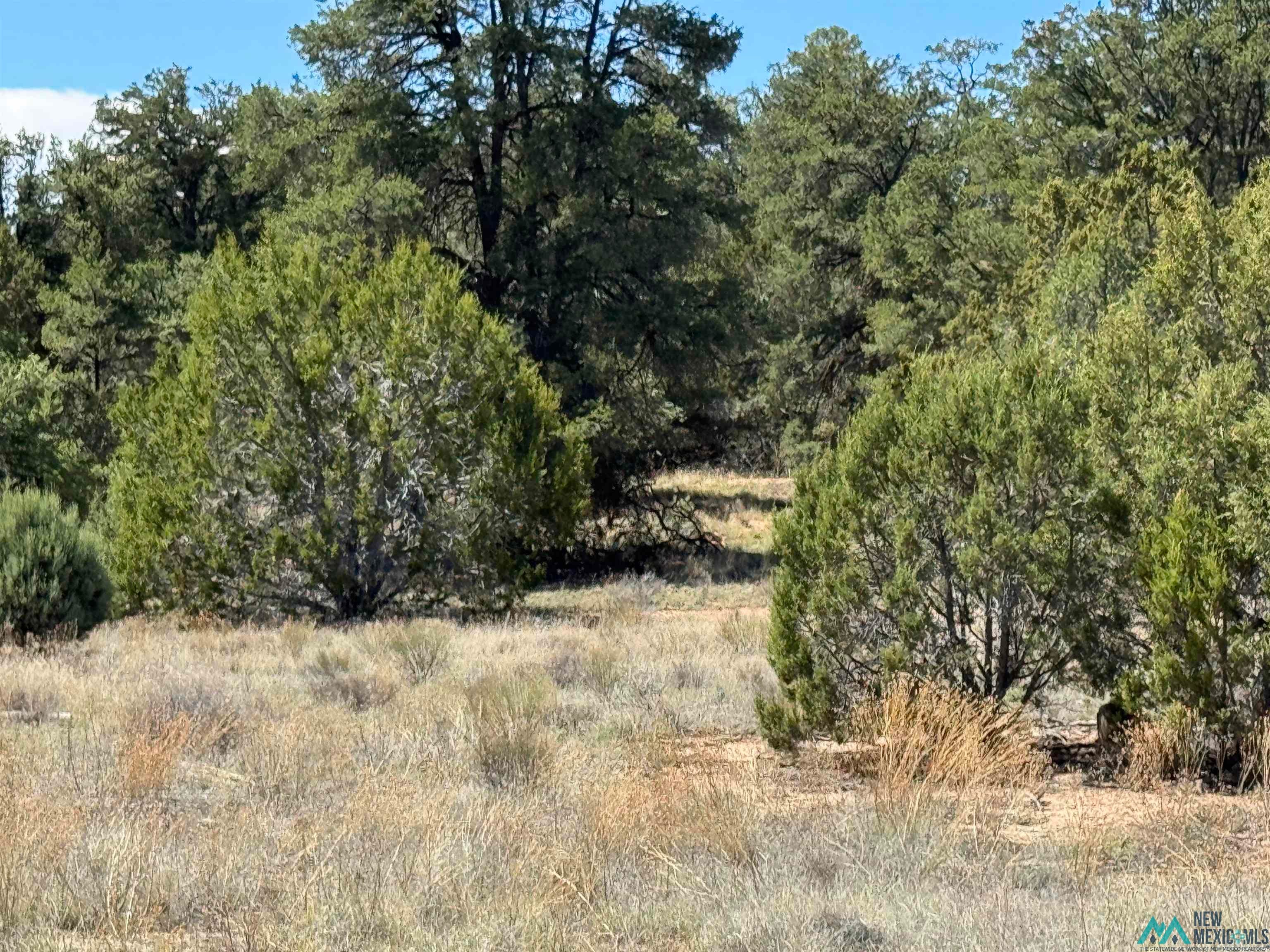 13 Davids Rock Road Candy Kitchen, NM 87357 - Photo 5 of 22 View of nature