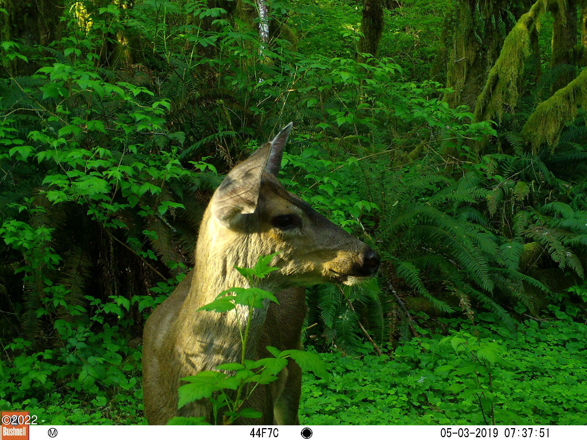 500 Farmer Creek Road Cloverdale, OR 97112 - Photo 6 of 8 Deer