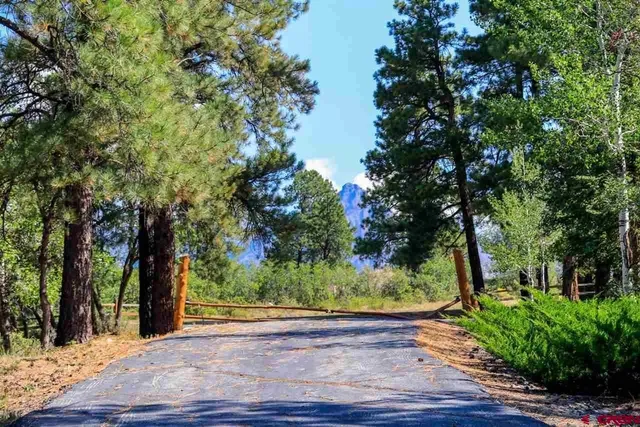 a view of a yard with plants and trees