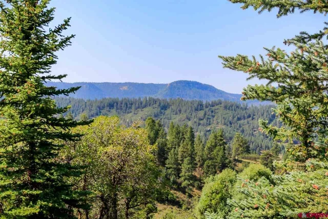a view of a lush green forest with a mountain in the background