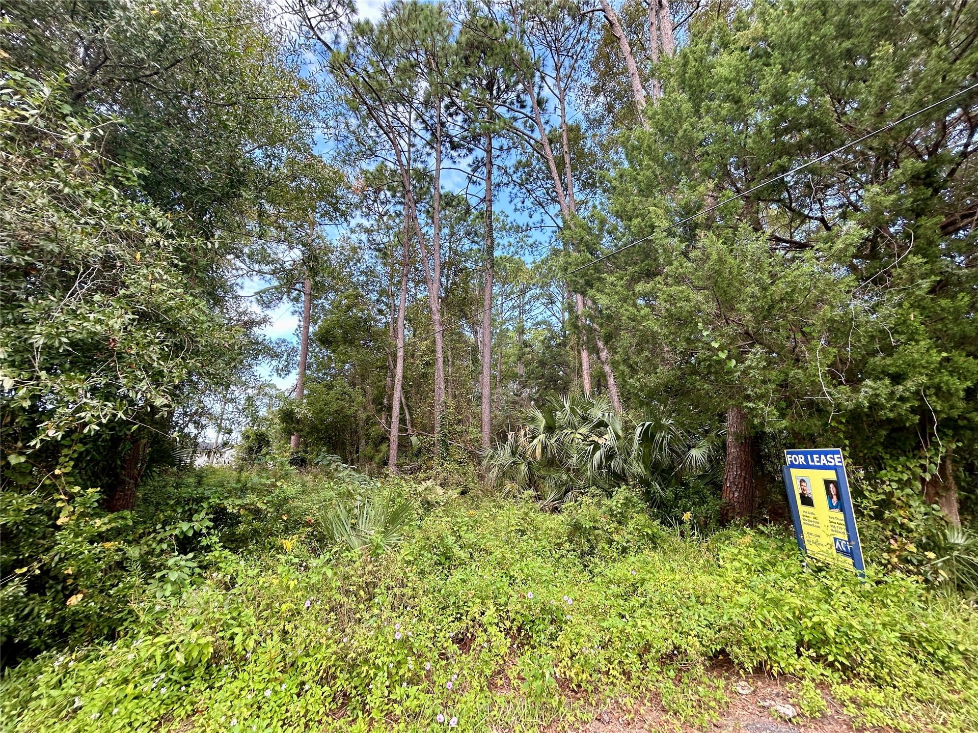 0 Goodbread Road Yulee, FL 32097 - Photo 14 of 19 a view of a lush green forest with large trees