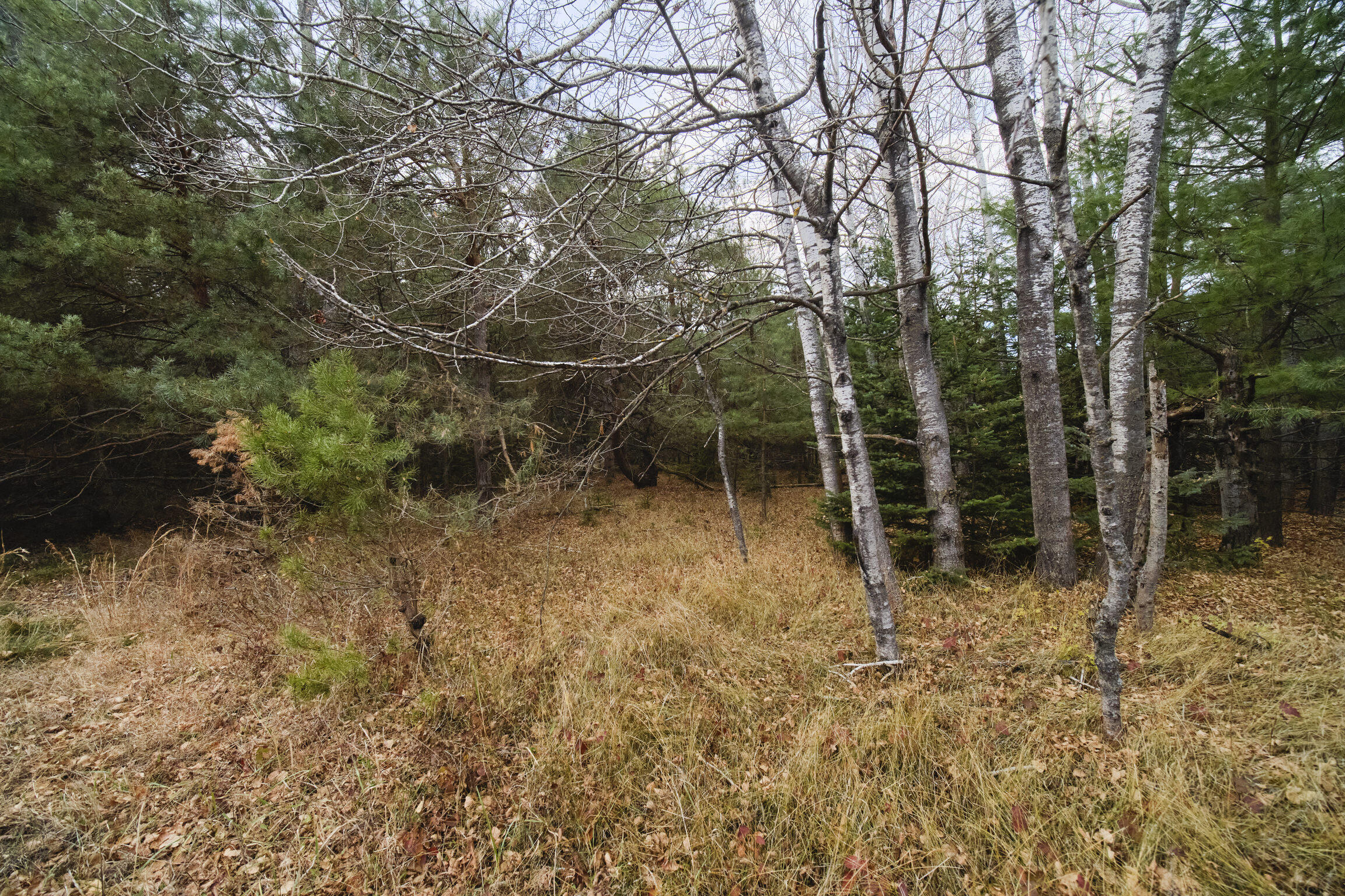 14061 Erdman Road Bear Lake, MI 49614 - Photo 25 of 42 14061_Erdman_Rd-09