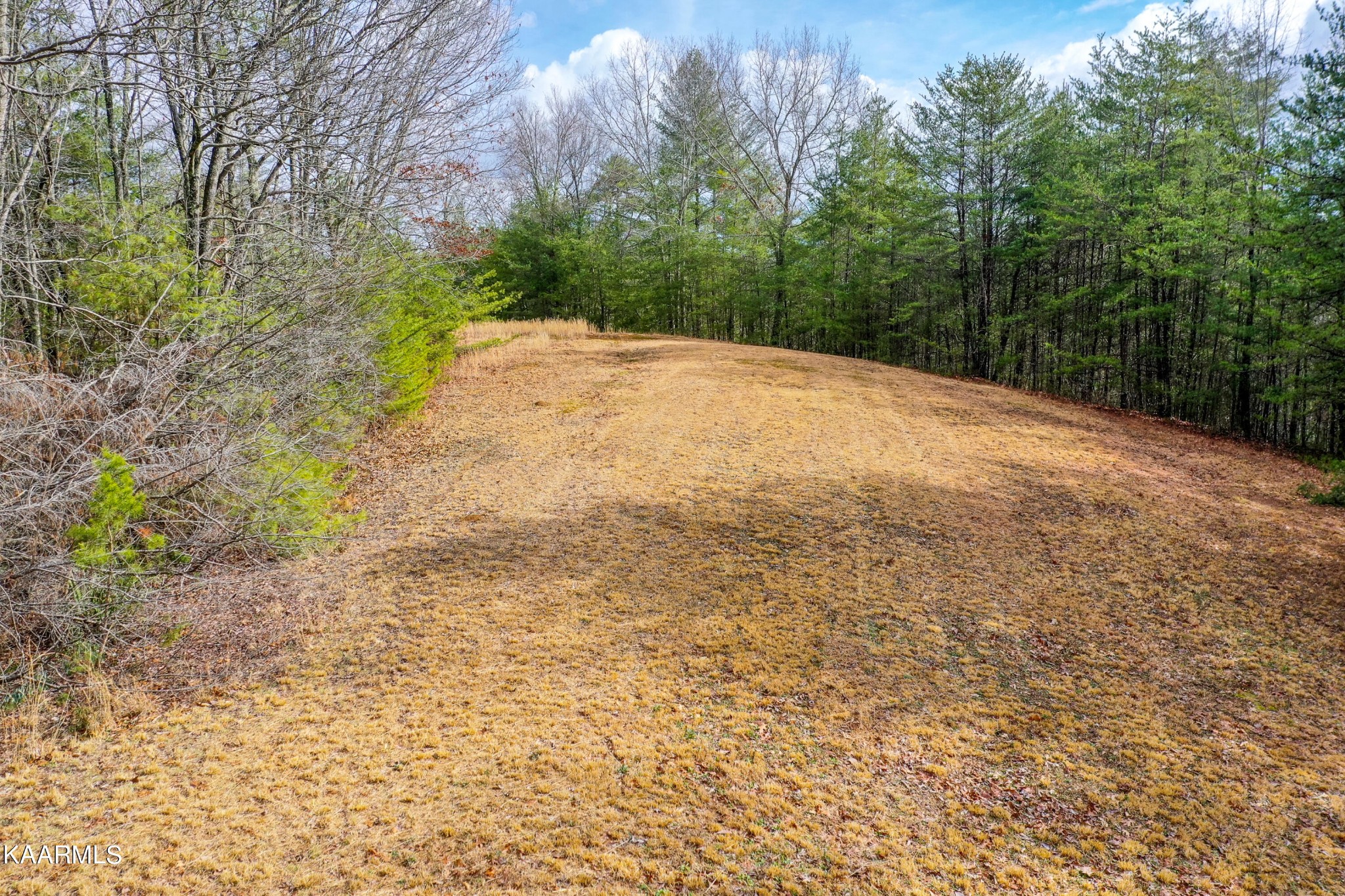 1620 Reliance Road Tellico Plains, TN 37385 - Photo 4 of 59 a backyard of a house with large trees