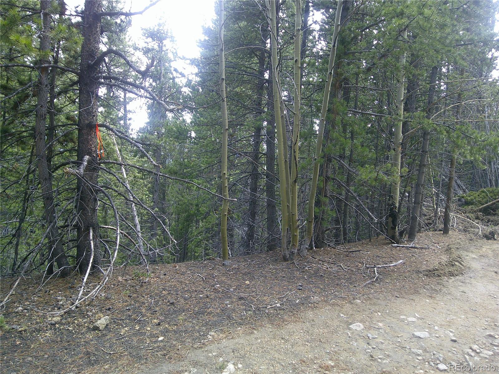 Lot #441 Hillside Road Idaho Springs, CO 80452 - Photo 5 of 5 a view of a forest