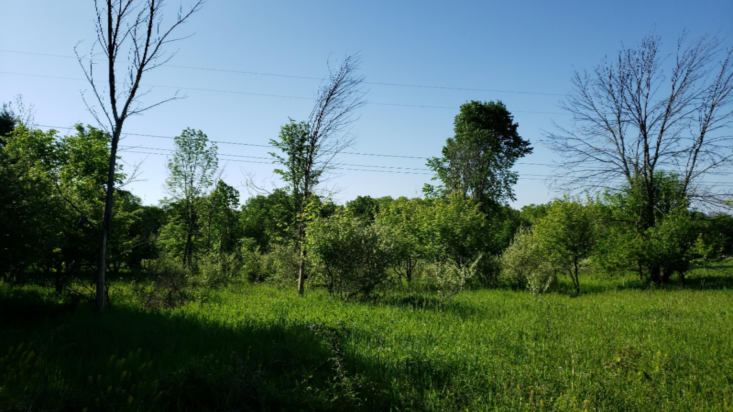 8779 Kerry Road Manistee, MI 49660 - Photo 26 of 30 2019-06-06 09.44.56