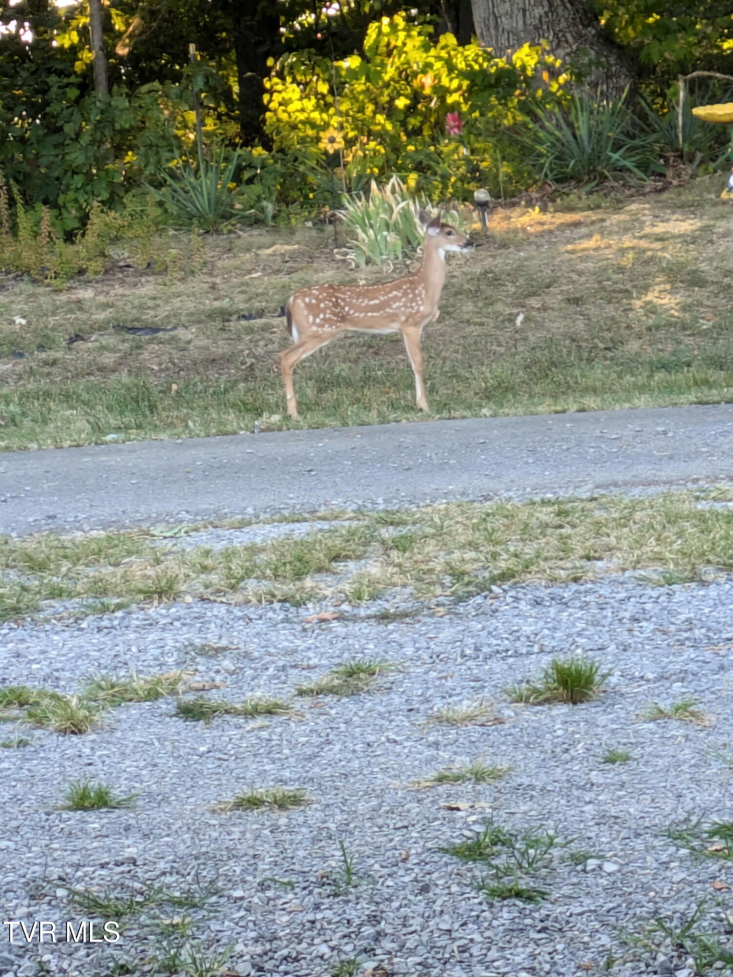 135 Abc Road Limestone, TN 37681 - Photo 77 of 118 135 deer 2