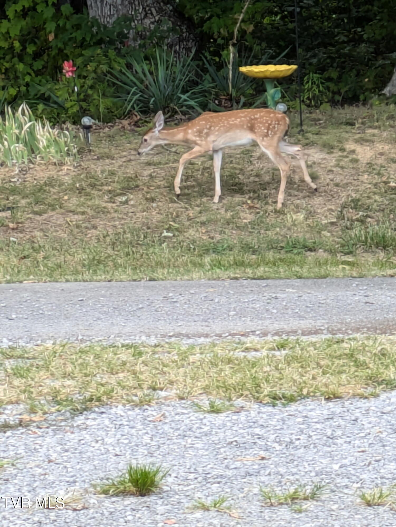 135 Abc Road Limestone, TN 37681 - Photo 78 of 118 135 deer 3