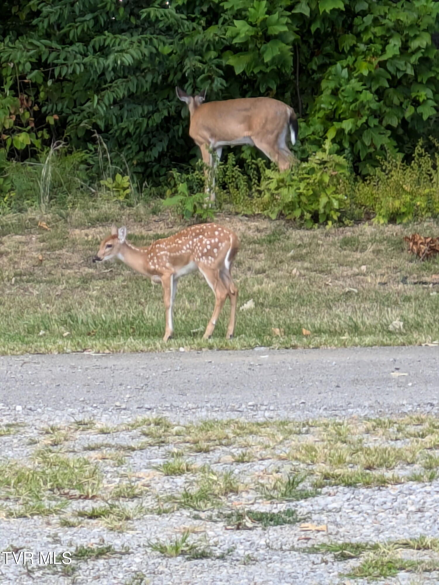 135 Abc Road Limestone, TN 37681 - Photo 79 of 118 135 deer 4