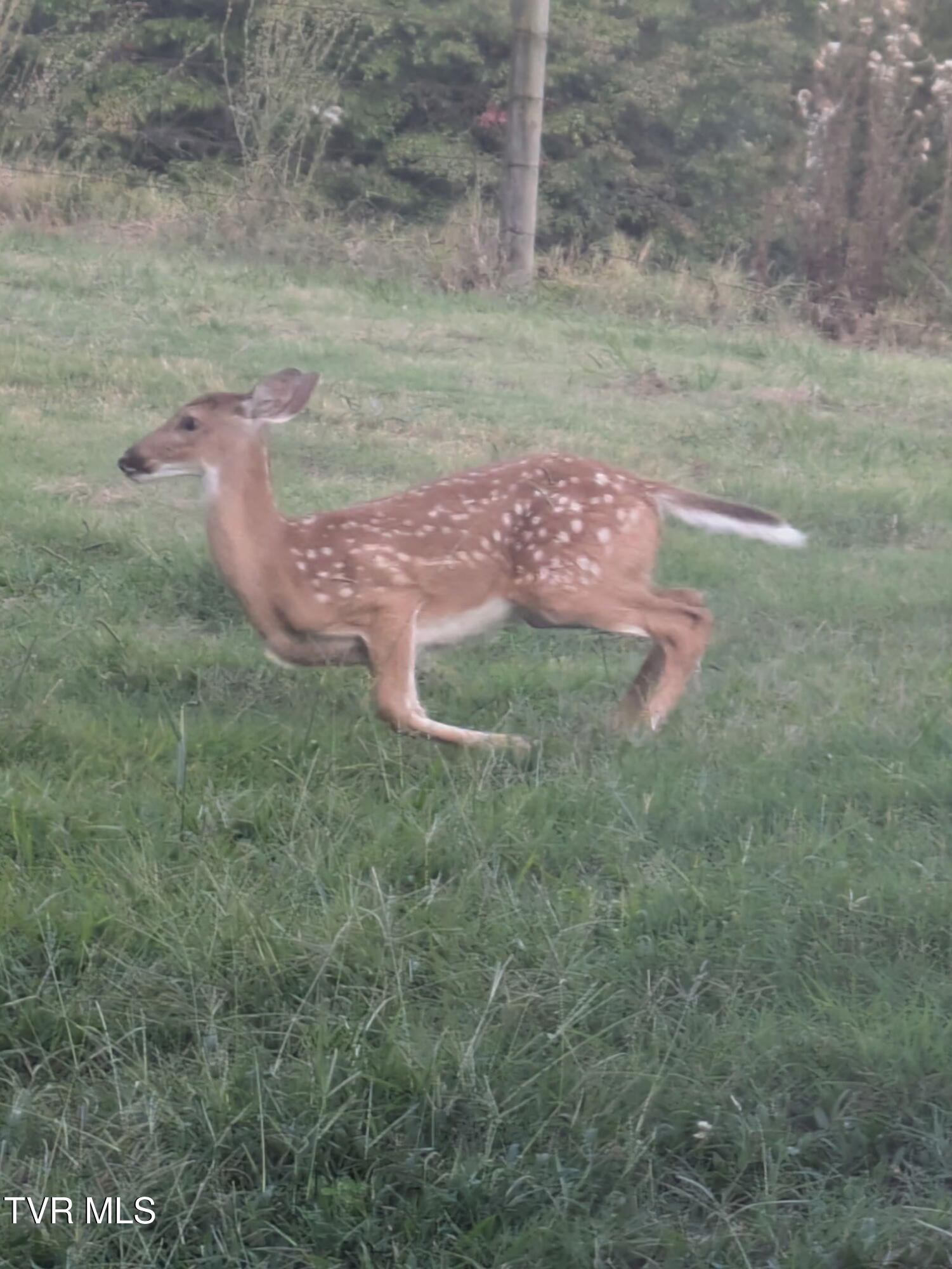135 Abc Road Limestone, TN 37681 - Photo 80 of 118 135 deer