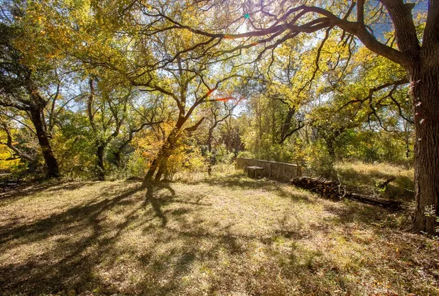 a view of a garden with plants