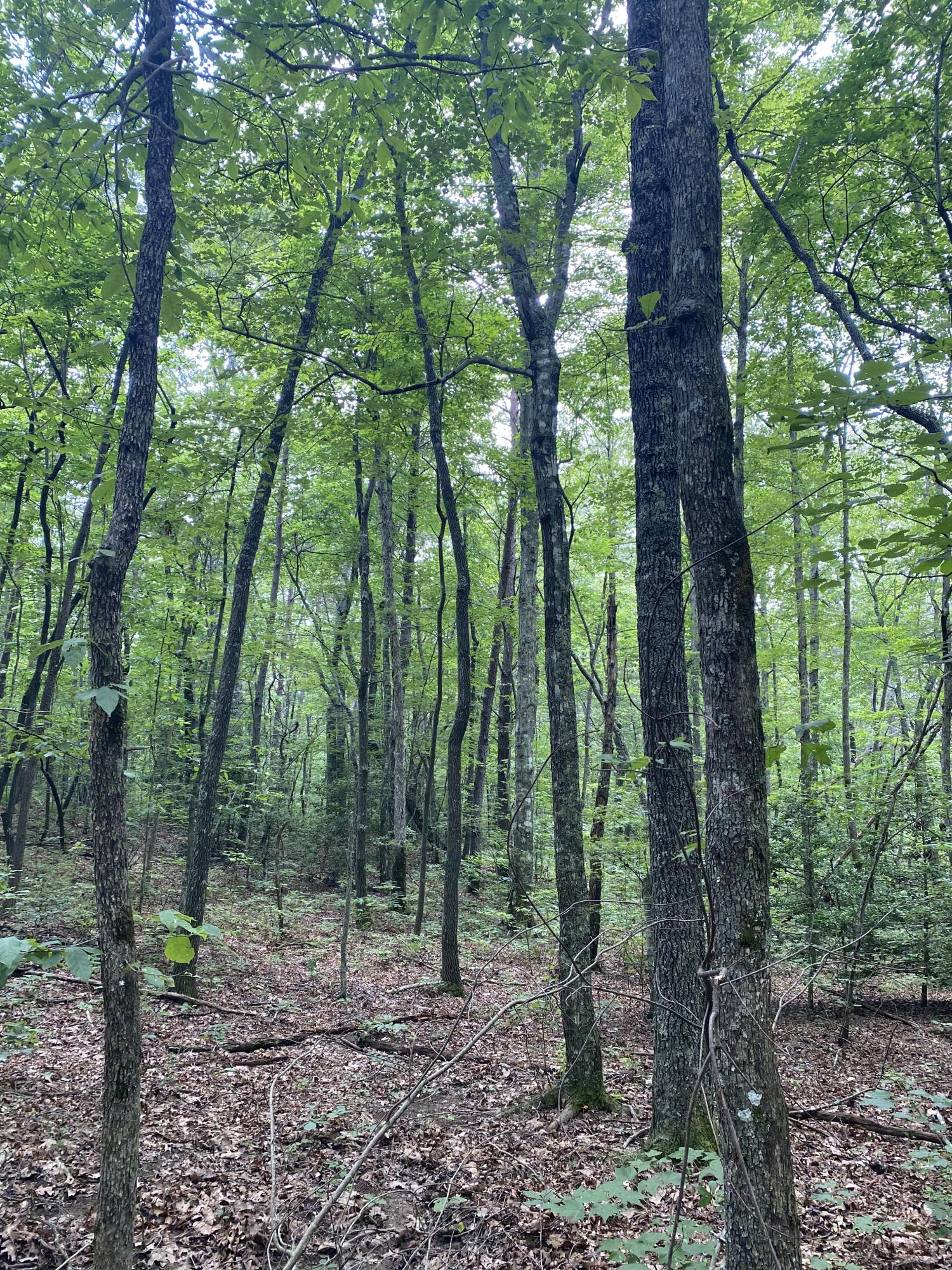 306 Ed Bowling Road, Unit 4 Pikeville, TN 37367 - Photo 4 of 14 Image00003