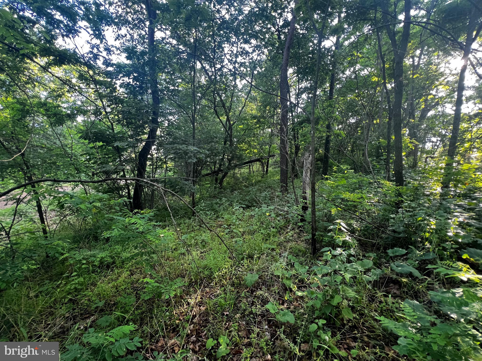 Lot 52 Grace Mountain Mathias, WV 26812 - Photo 18 of 34
