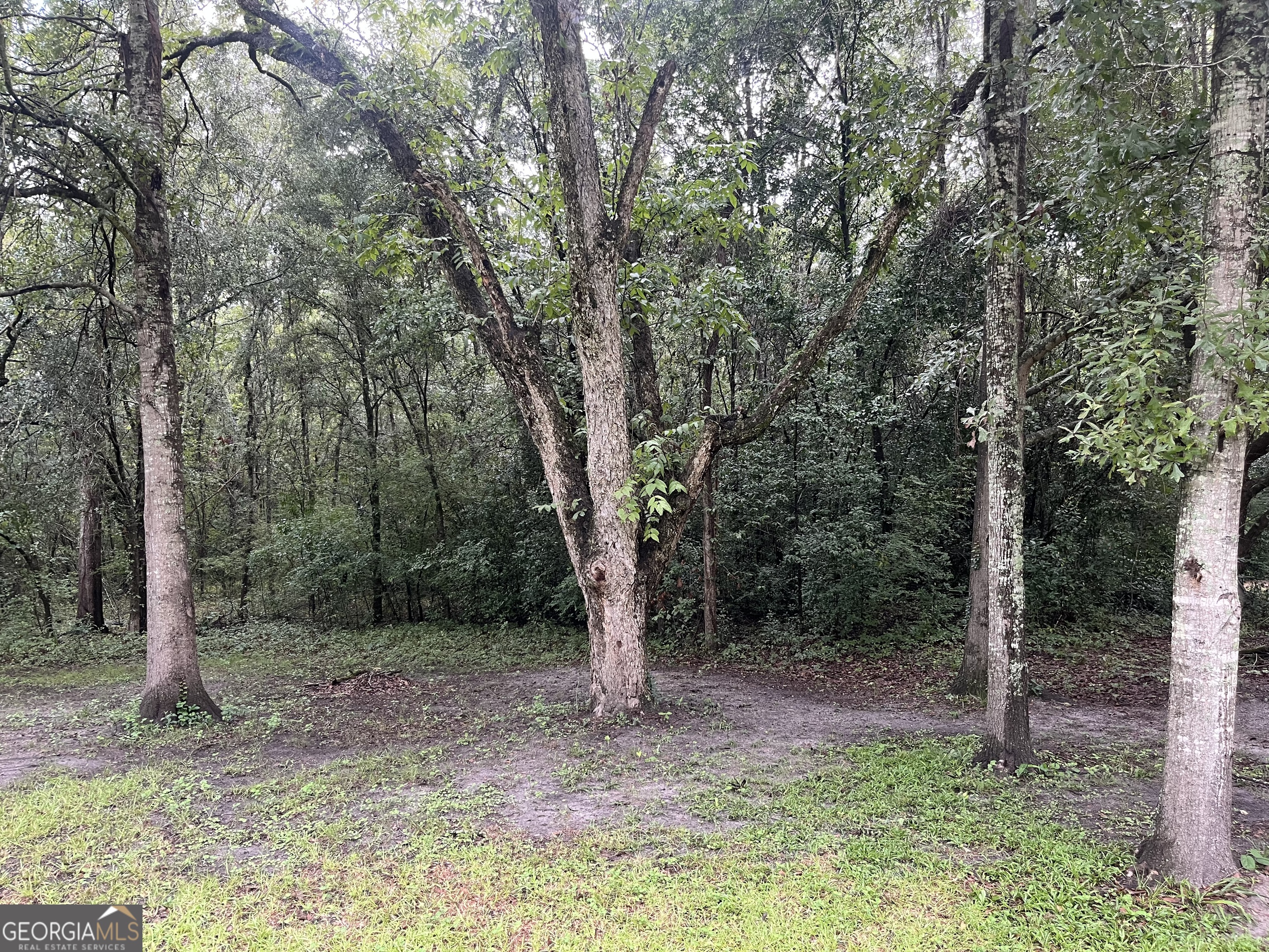 1508 Liberty Expressway Albany, GA 31705 - Photo 47 of 55 a view of a forest